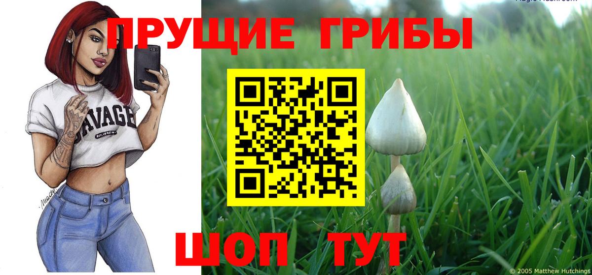 Псилоцибиновые грибы Psilocybe Звенигород